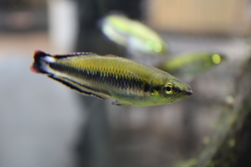 Red-Tailed Silverside (Bedotia geayi) — Bedotiidae — 3