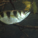 Banded Archerfish - Photo (c) craigjhowe, some rights reserved (CC BY-NC)