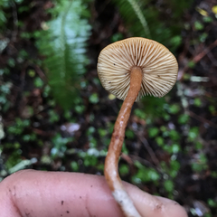 Rhodophana nitellina