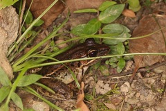 Lithobates brownorum