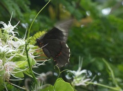 Heraclides rogeri rogeri