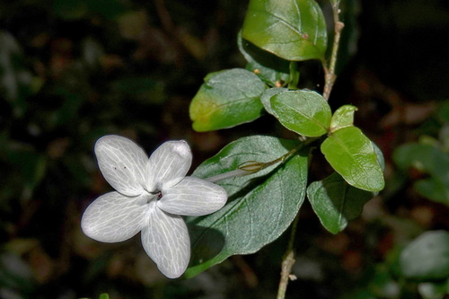 Pseuderanthemum repandum observed 2025-11-16