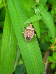 Diceraeus melacanthus
