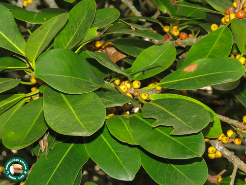 Ficus clusiifolia, photograph 2