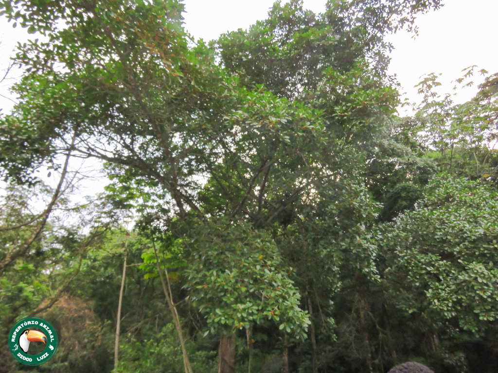 Ficus clusiifolia; photograph (c) Diogo Luiz, some rights reserved (CC BY)
