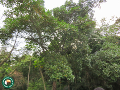 Ficus clusiifolia