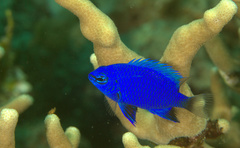 Chrysiptera cymatilis