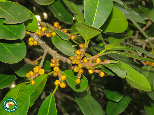 Ficus clusiifolia, photograph 1