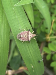 Diceraeus melacanthus