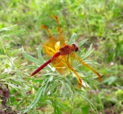 Sympetrum croceolum