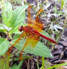 Sympetrum croceolum