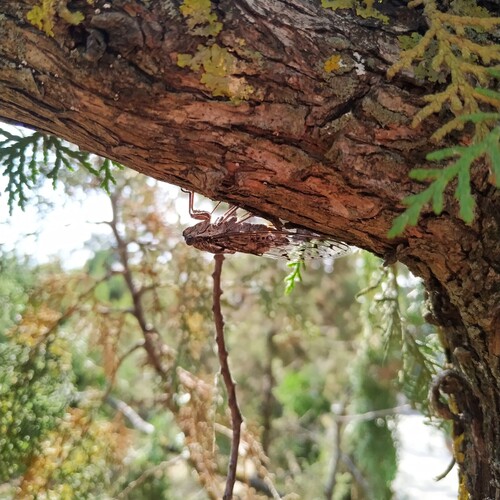 Ash Cicada photo 5
