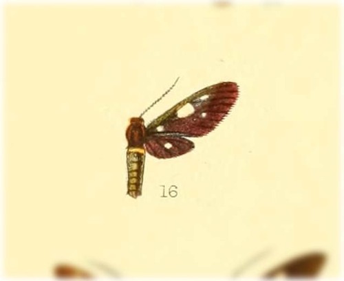 Amata wuka