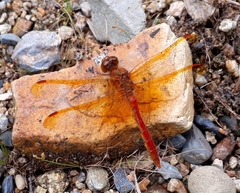 Sympetrum croceolum