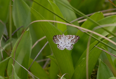 Eufidonia discospilata