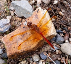 Sympetrum croceolum