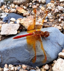Sympetrum croceolum