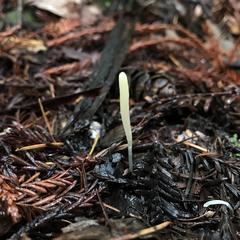 Clavaria falcata