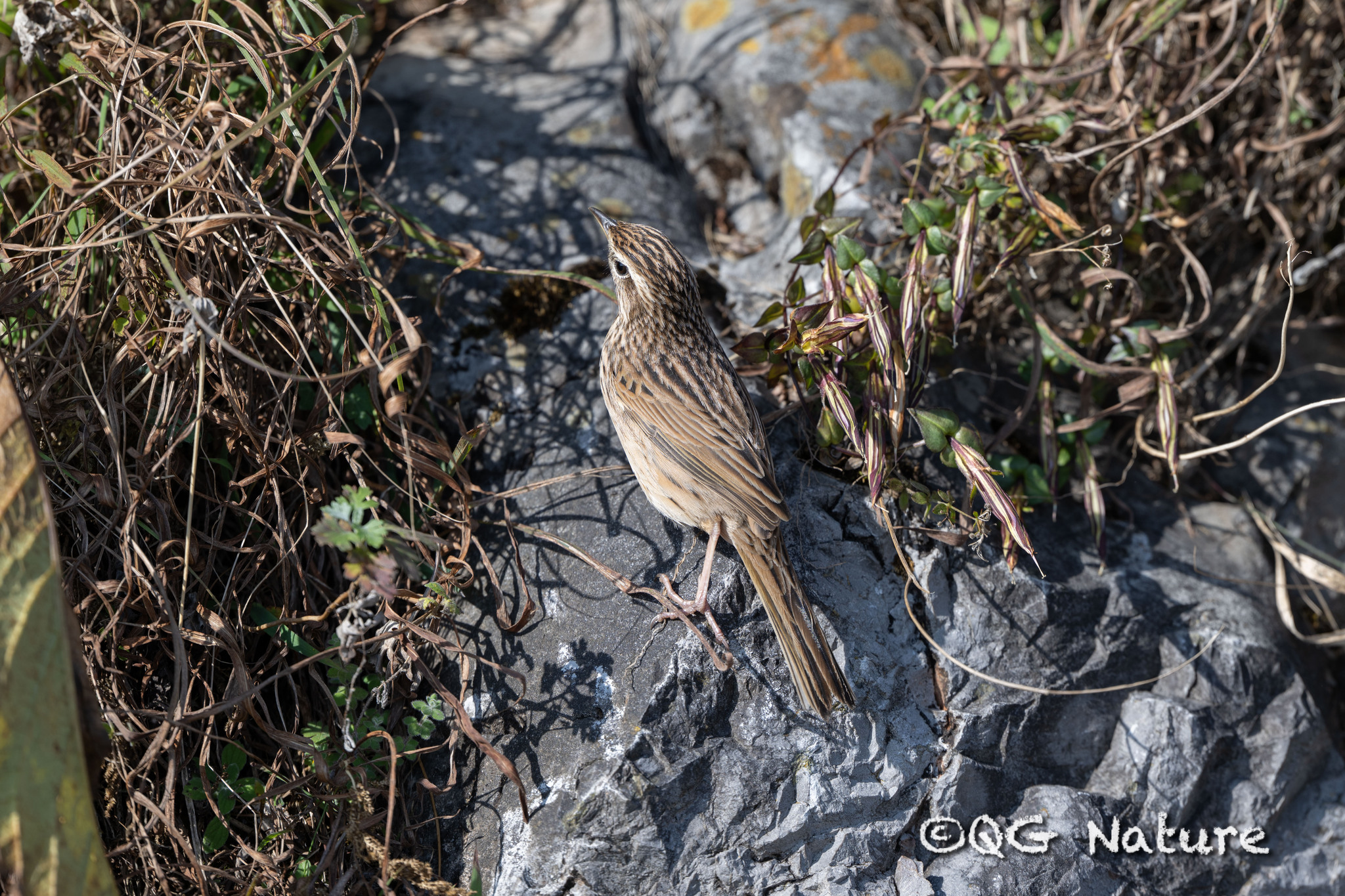 Upland Pipit