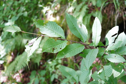 Rhamnus costata iNat (1)