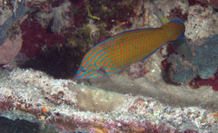 Halichoeres leucurus