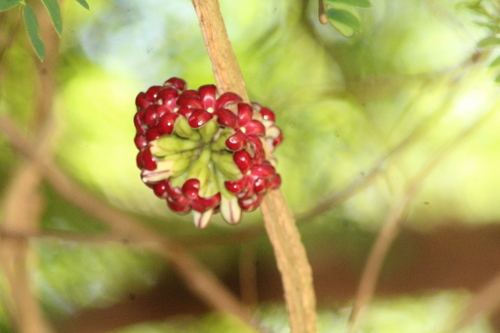 Ruehssia macrophylla, 2025-11-26