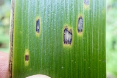 Puccinia iridis