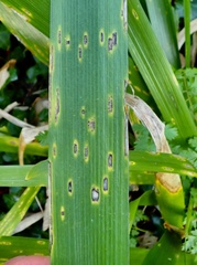 Puccinia iridis