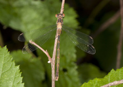 Lestes dryas