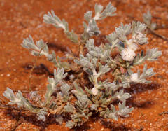 Dissocarpus paradoxus