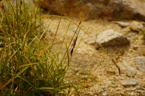 Carex stenantha iNat (2)