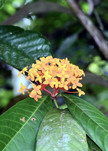 Ixora congesta, photograph 5