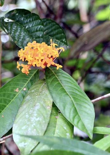 Ixora congesta, photograph 6