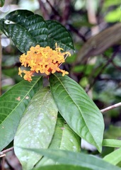 Ixora congesta, photograph (c) Dr. Alexey Yakovlev, some rights reserved (CC BY)