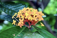 Ixora congesta, photograph (c) Dr. Alexey Yakovlev, some rights reserved (CC BY)