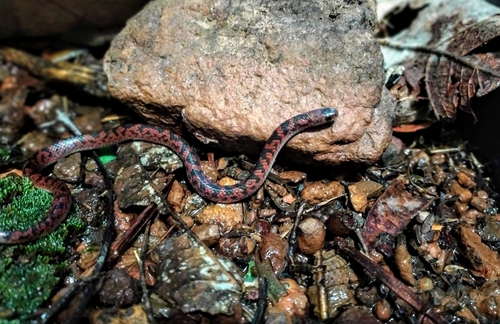 Atractus spinalis