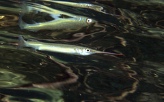 Zenarchopterus dispar