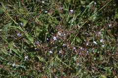 Plumbago pulchella