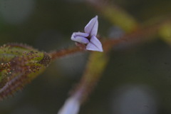 Plumbago pulchella