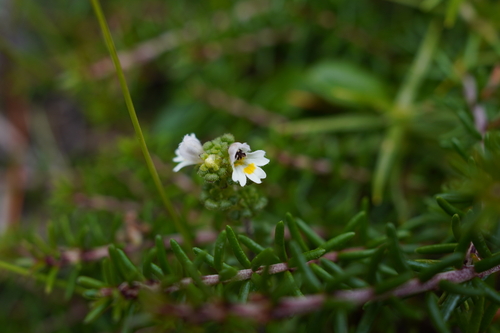 Euphrasia kisoalpina iNat (2)