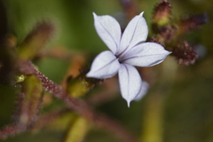 Plumbago pulchella