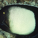 Apolemichthys xanthotis - Photo (c) Randall, J.E., algunos derechos reservados (CC BY-NC)