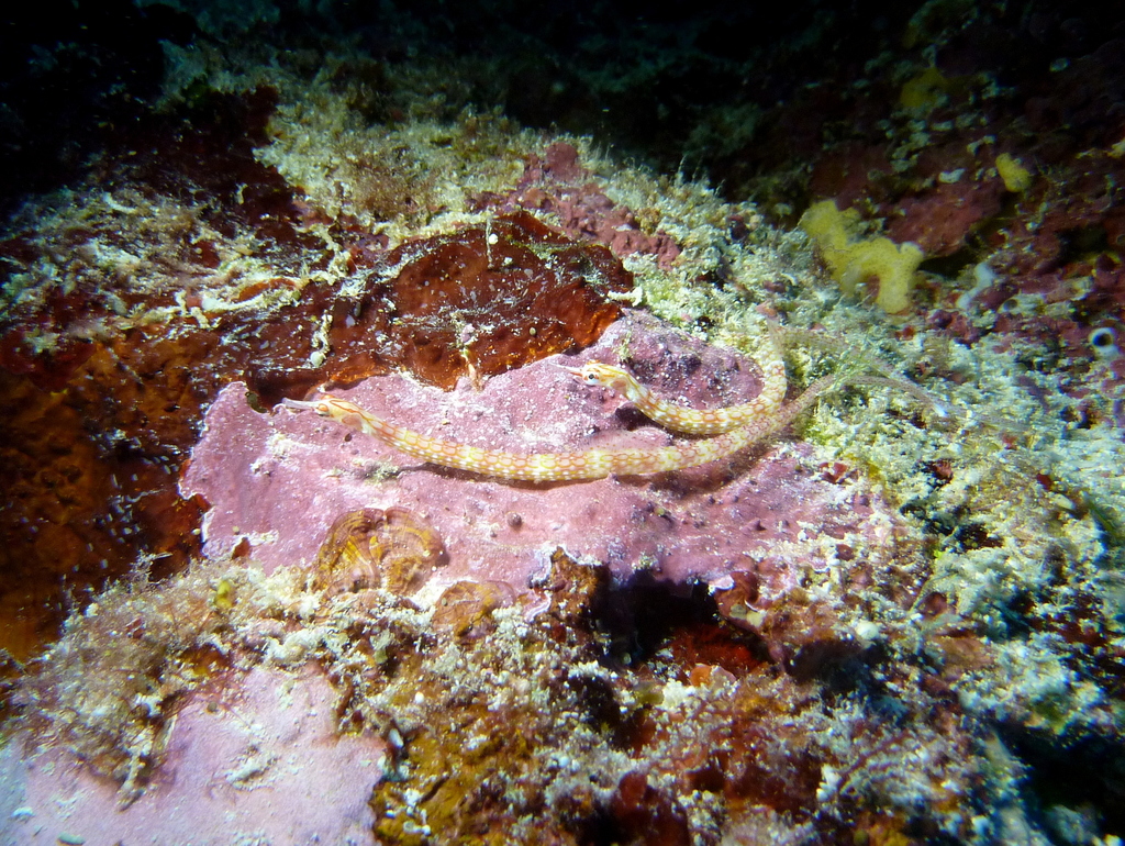 Black-breasted Pipefish
