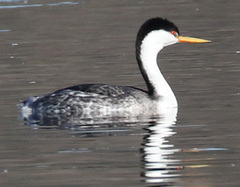 Aechmophorus clarkii