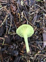 Chrysomphalina grossula