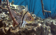 Sphaeramia orbicularis