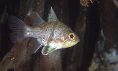 Sphaeramia orbicularis