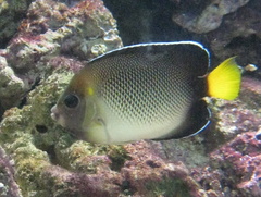 Yellowbrown Angelfish photo 2