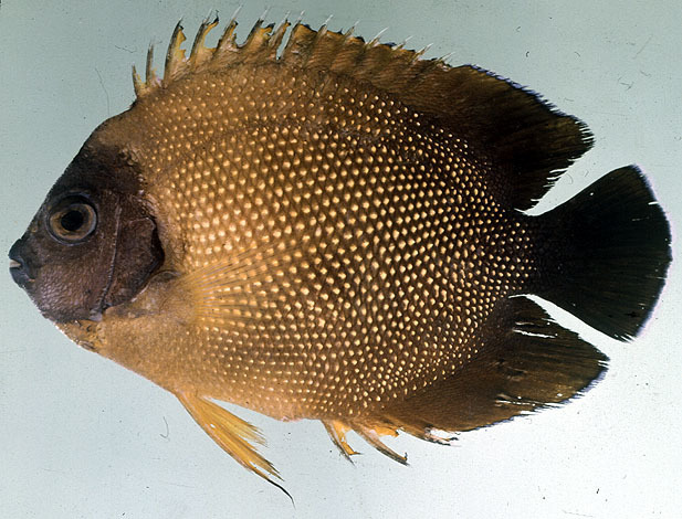 Réunion Island Angelfish