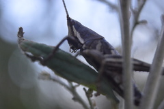 Sphenarium purpurascens